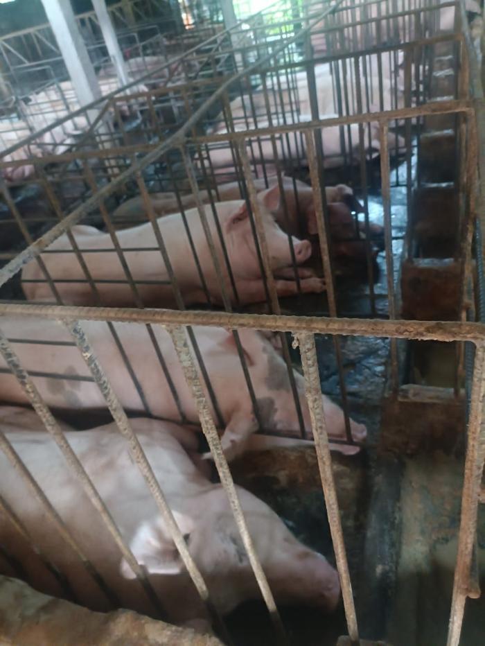 Foto laporan tambahan